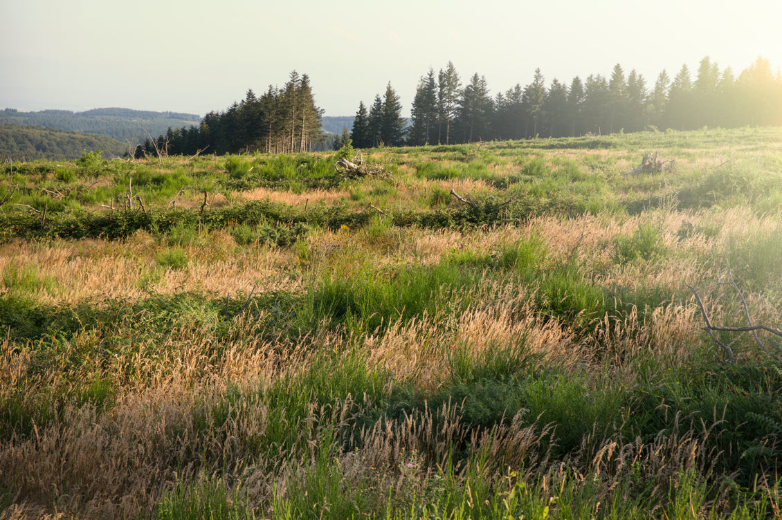 Microbiote et énergie : tout se joue dans l’intestin